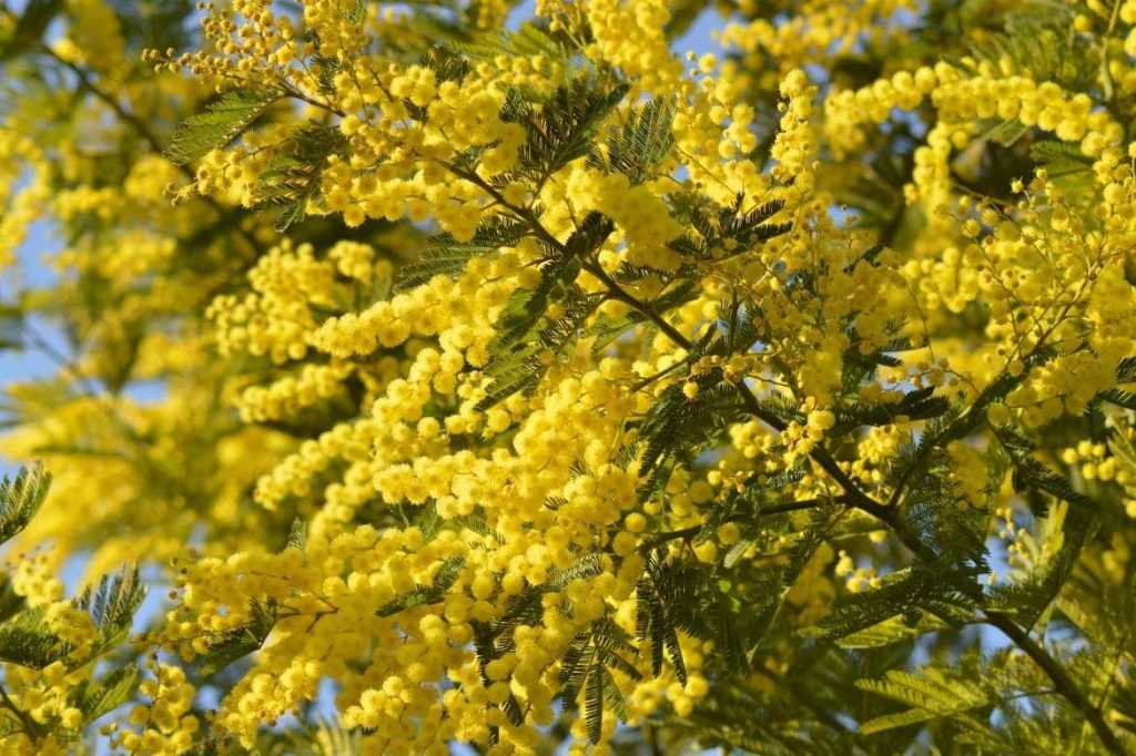 Peut On Tailler Un Mimosa En Septembre Mimosa : planter, tailler et entretenir - Promesse de Fleurs