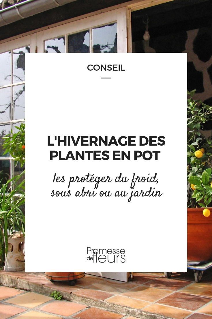 Protéger les Pots Contre Le Gel - Faire Hiverner vos Plantes En Pots !