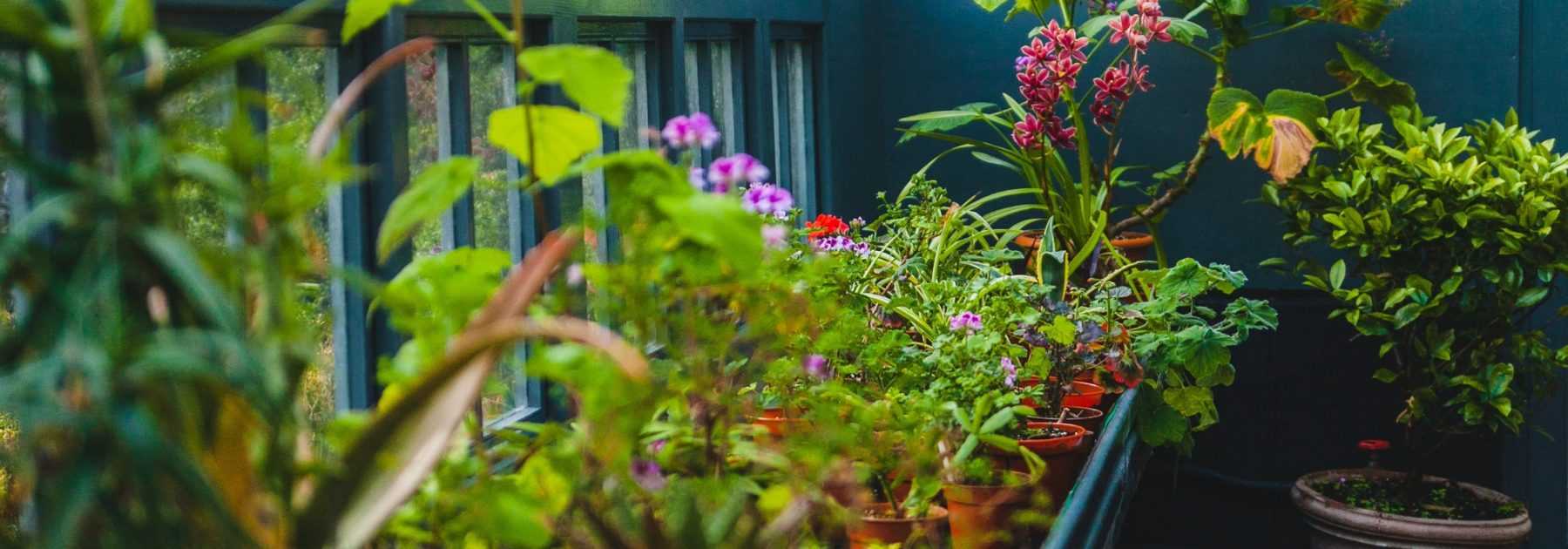L'hivernage des plantes en pot pour les protéger du froid - Blog Promesse  de fleurs