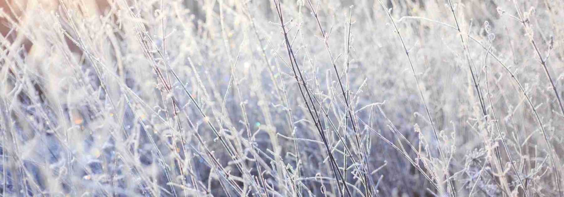 Extérieur Automne et hiver Jardinage Cour Sac de protection des plantes  Arbre fruitier Chaud froid et couverture de protection contre le gel