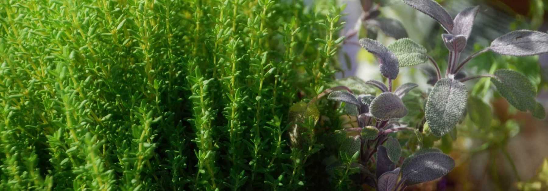 Des herbes aromatiques à chaque repas - Alternative Santé