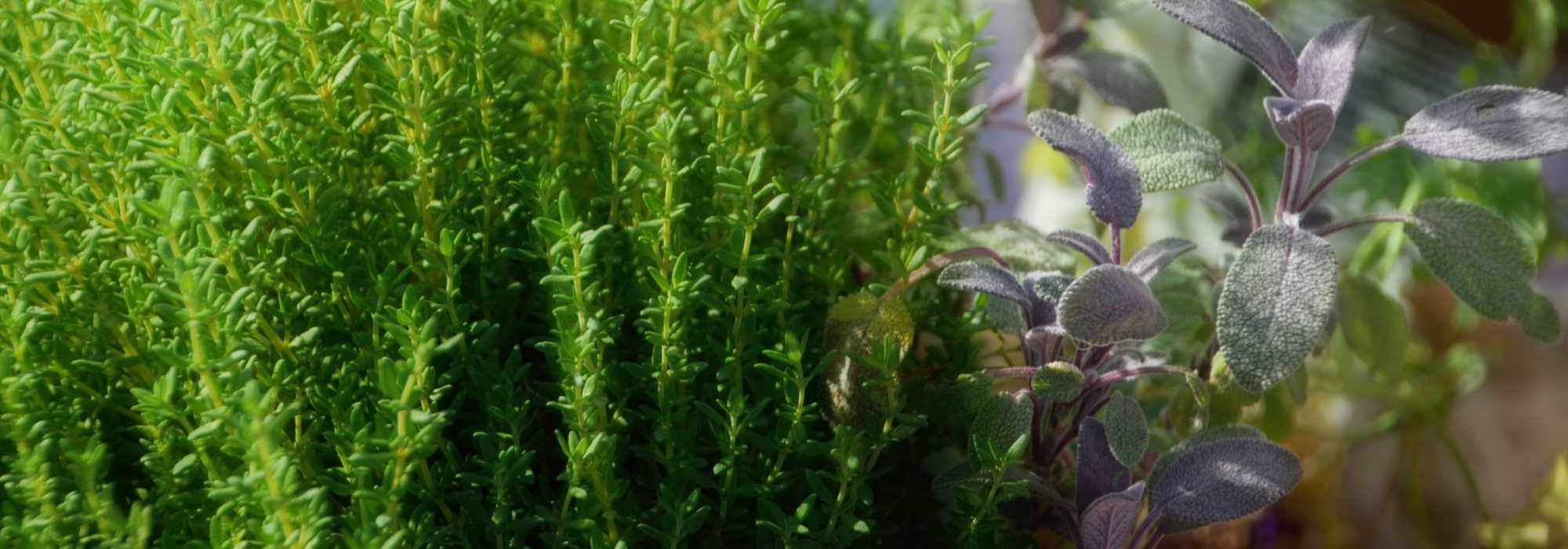 5 plantes médicinales à faire pousser chez soi