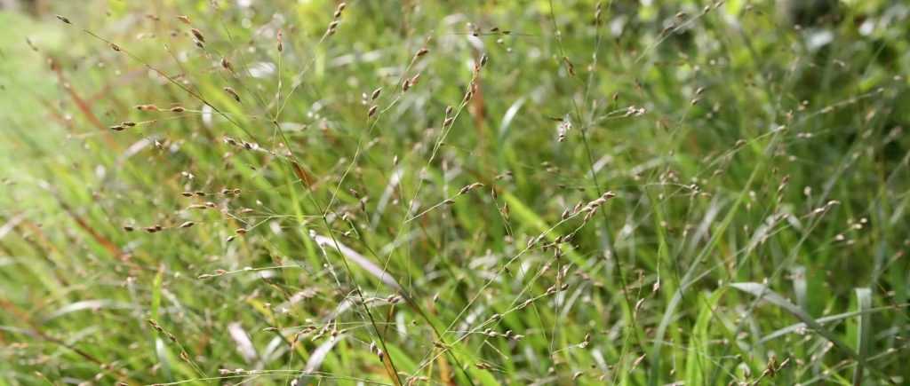 Panicum : Planter, Cultiver, Diviser Et Entretenir - Promesse De Fleurs