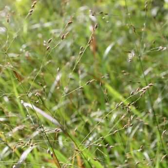 Panicum : Planter, Cultiver, Diviser Et Entretenir - Promesse De Fleurs