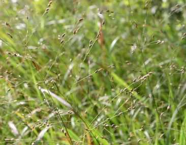 Panicum : Planter, Cultiver, Diviser Et Entretenir - Promesse De Fleurs