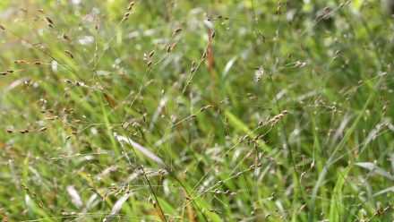 Panicum : Planter, Cultiver, Diviser Et Entretenir - Promesse De Fleurs