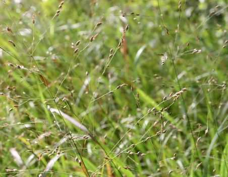 Panicum : Planter, Cultiver, Diviser Et Entretenir - Promesse De Fleurs