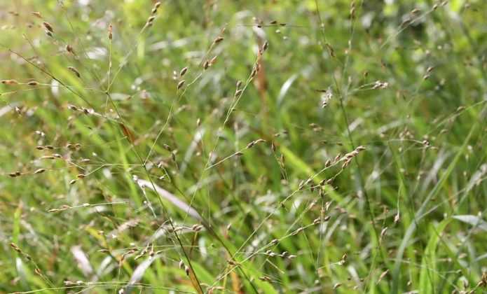 Panicum : Planter, Cultiver, Diviser Et Entretenir - Promesse De Fleurs