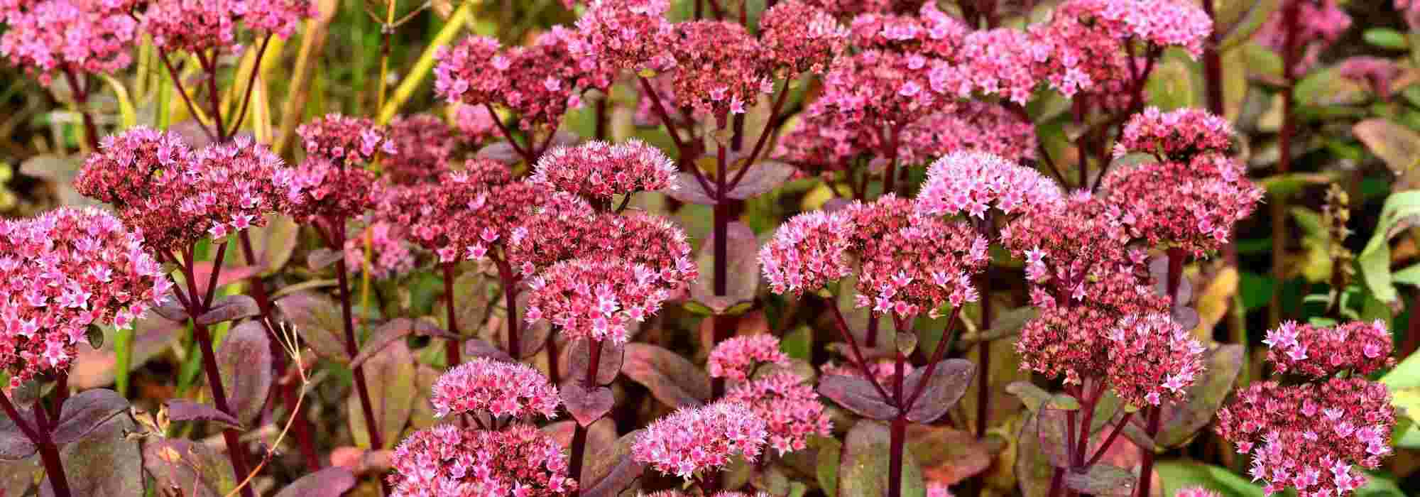 12 plantes ultra résistantes à adopter au jardin - Promesse de Fleurs
