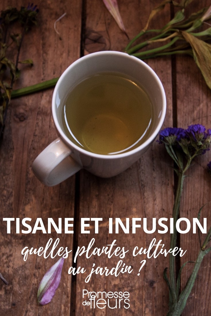 Les bienfaits du thé, des tisanes et des infusions 