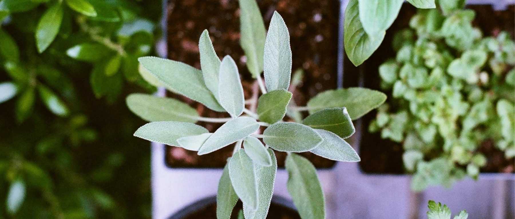 5 étapes pour créer de nouvelles plantes à partir d'une pousse en pleine  croissance