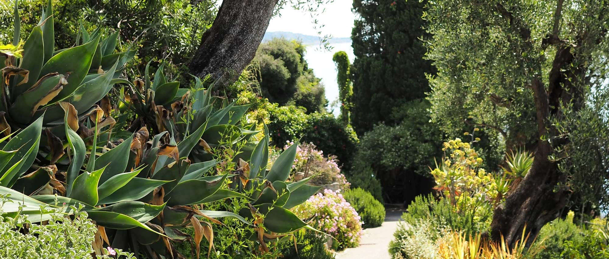 Quelles plantes choisir pour un jardin méditerranéen ? - Elle