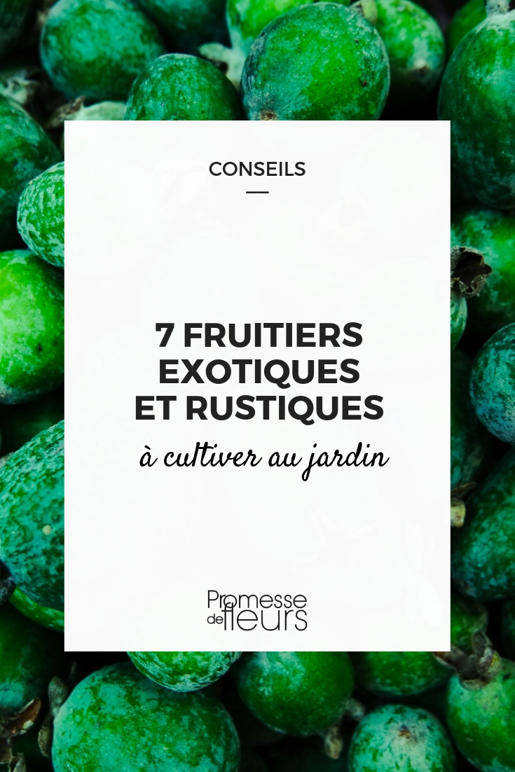 9 arbres à fruits décoratifs - Promesse de fleurs