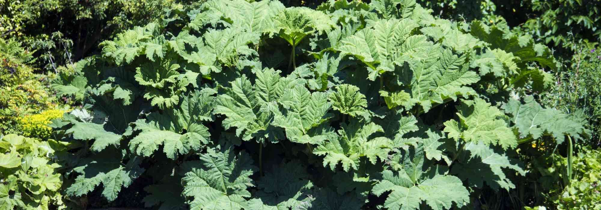 Gunnera, Rhubarbe géante du Brésil : planter et entretenir