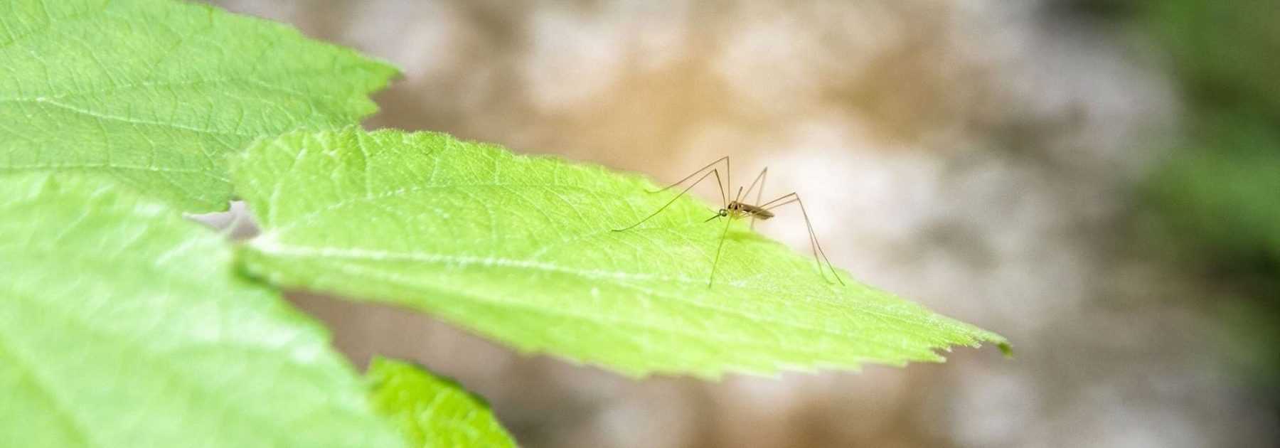 Répulsifs moustiques pour pays tropicaux