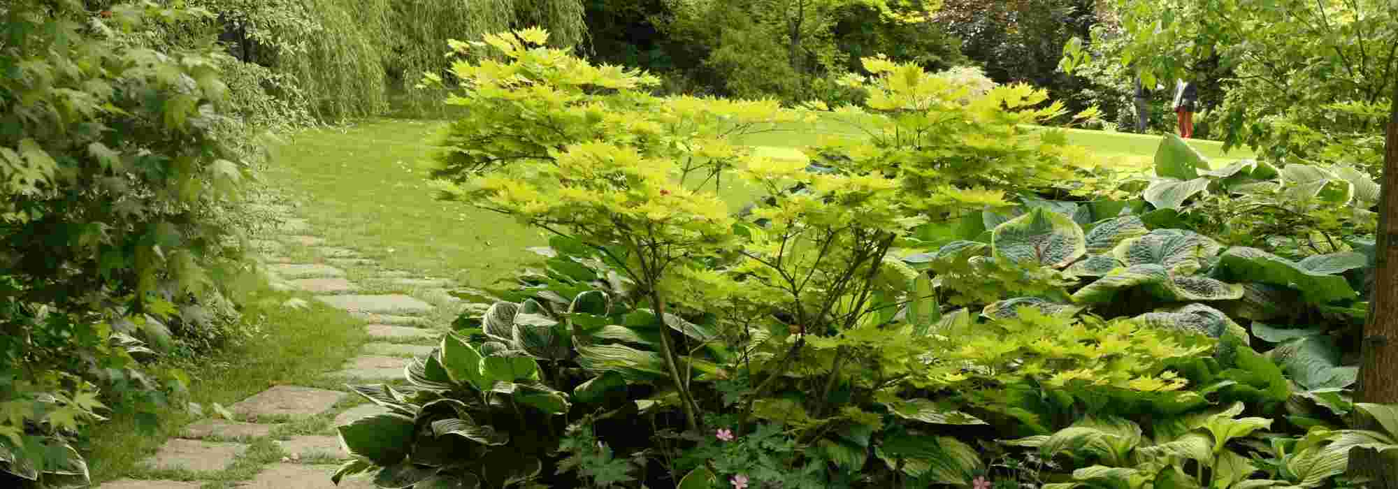 Arbuste d'ombre : 10 variétés indispensables au jardin