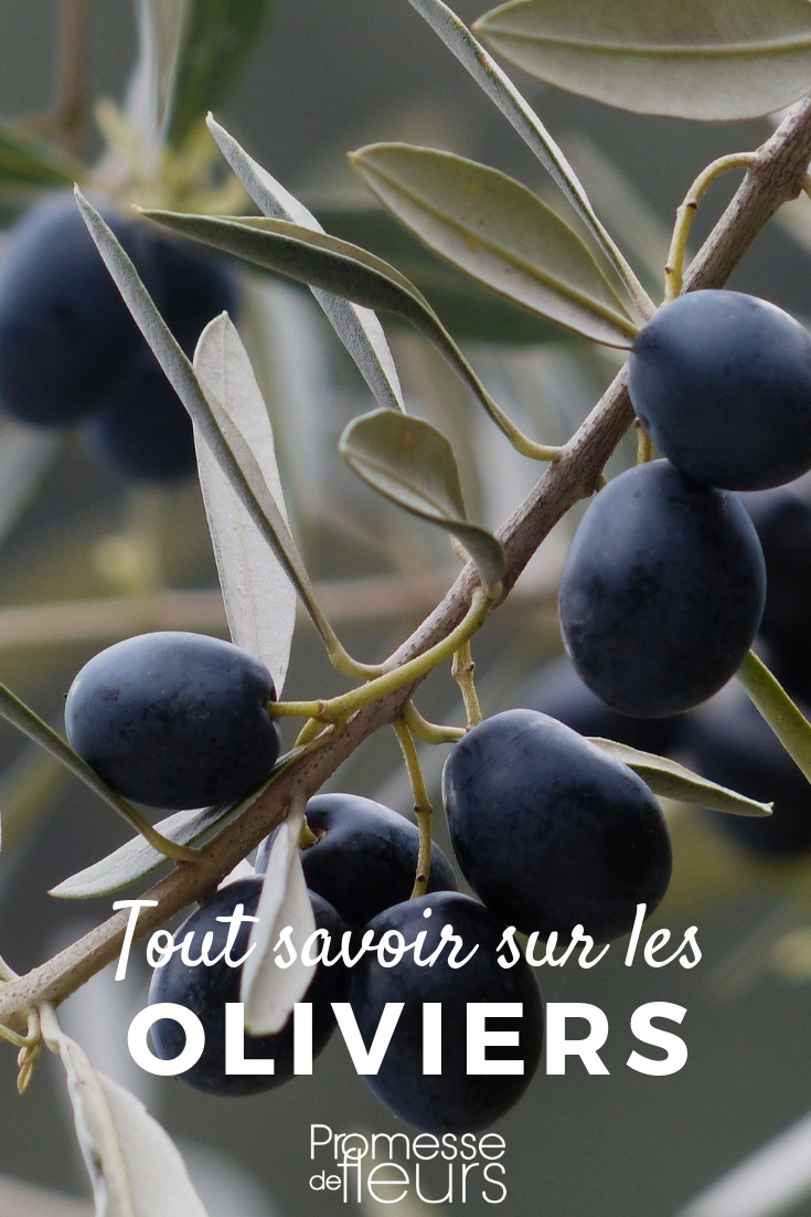 Parfum ambiance maison Fleurs d'Olivier - Une Olive en Provence