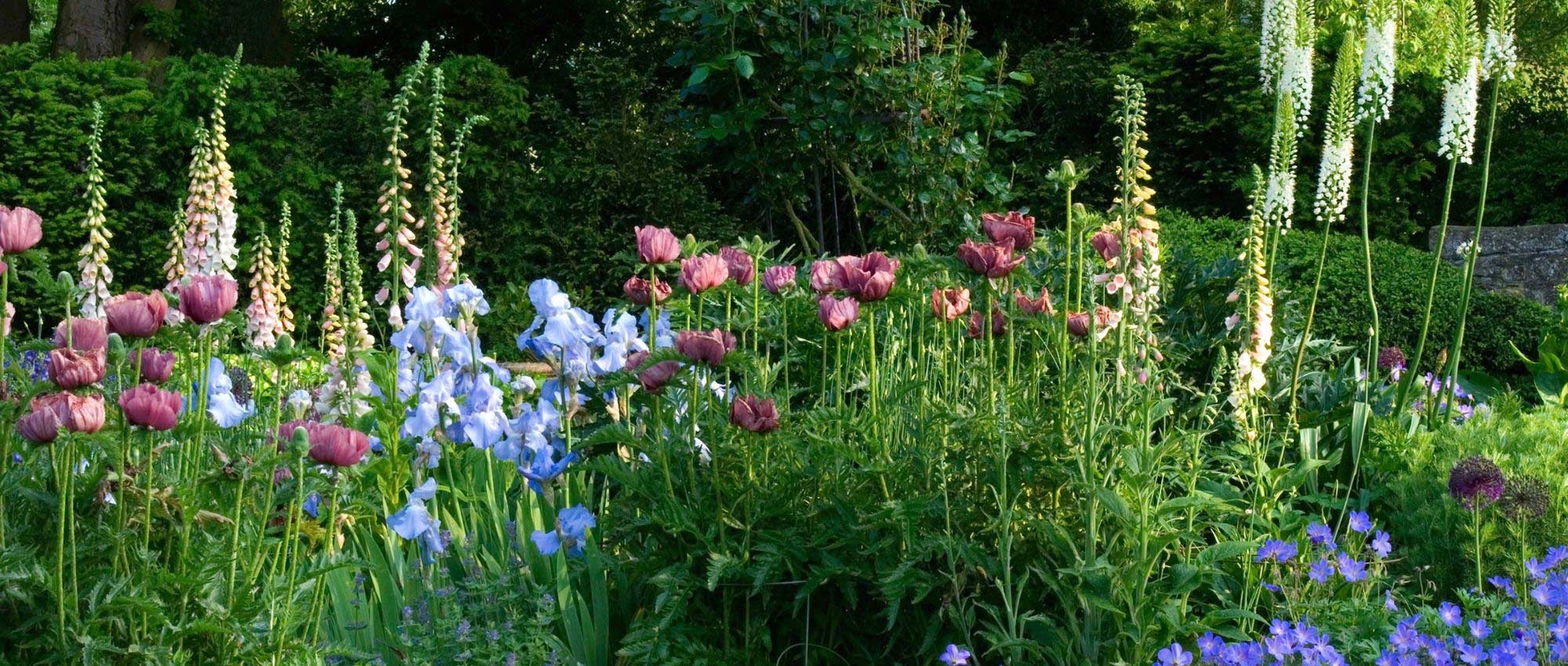  Jardin  anglais  10 plantes  embl matiques pour l am nager