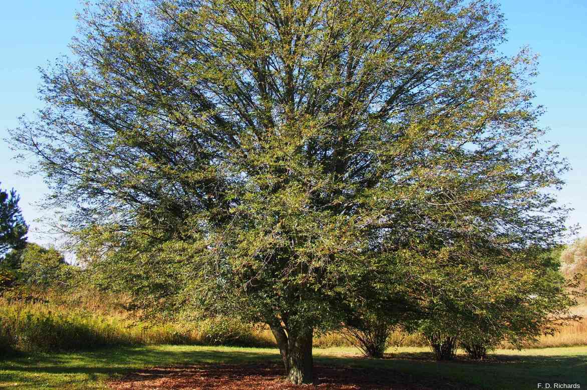 Tilleul argenté - Un arbre pour mon quartier