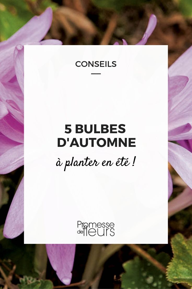 Les meilleurs bulbes à planter en pot - Promesse de Fleurs