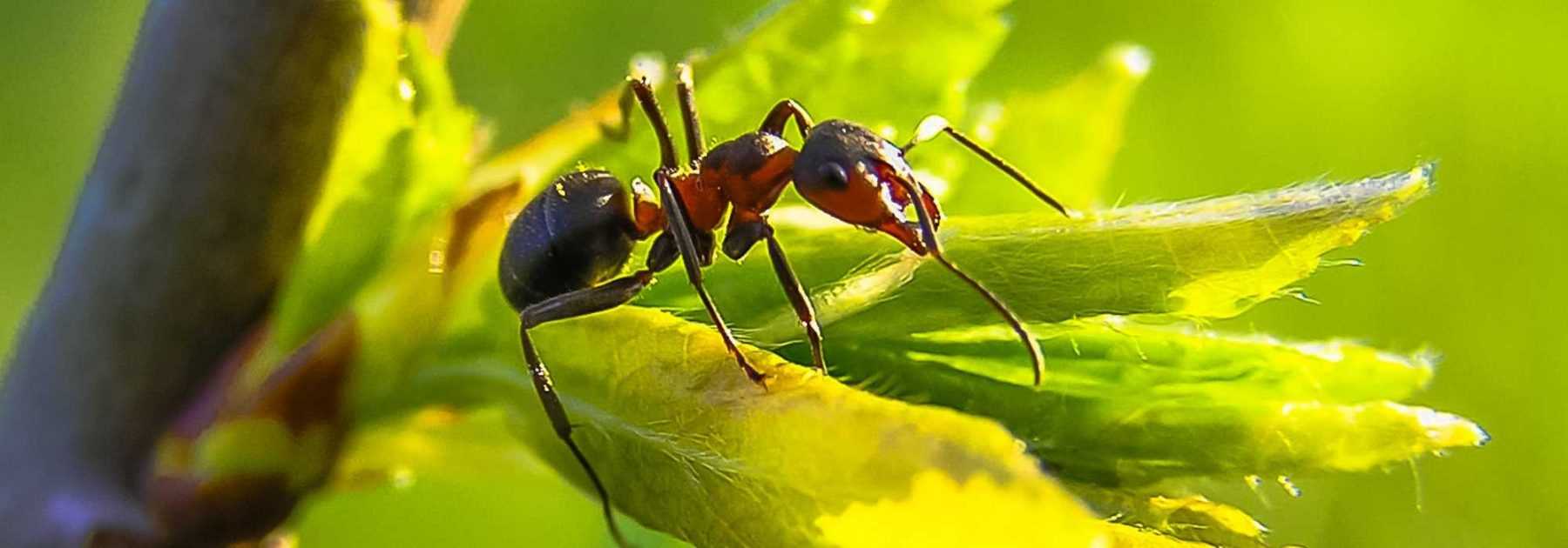 Nématodes anti fourmis