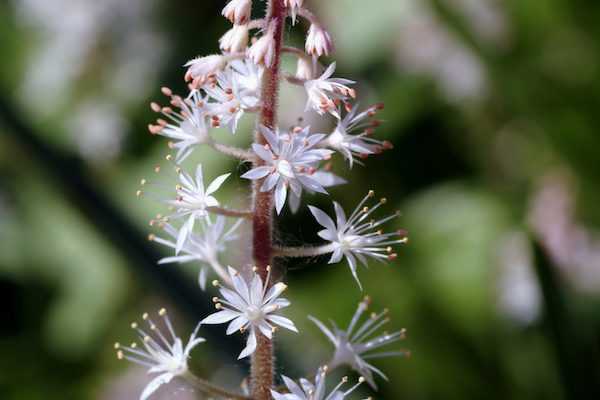 Mai 2019 au jardin