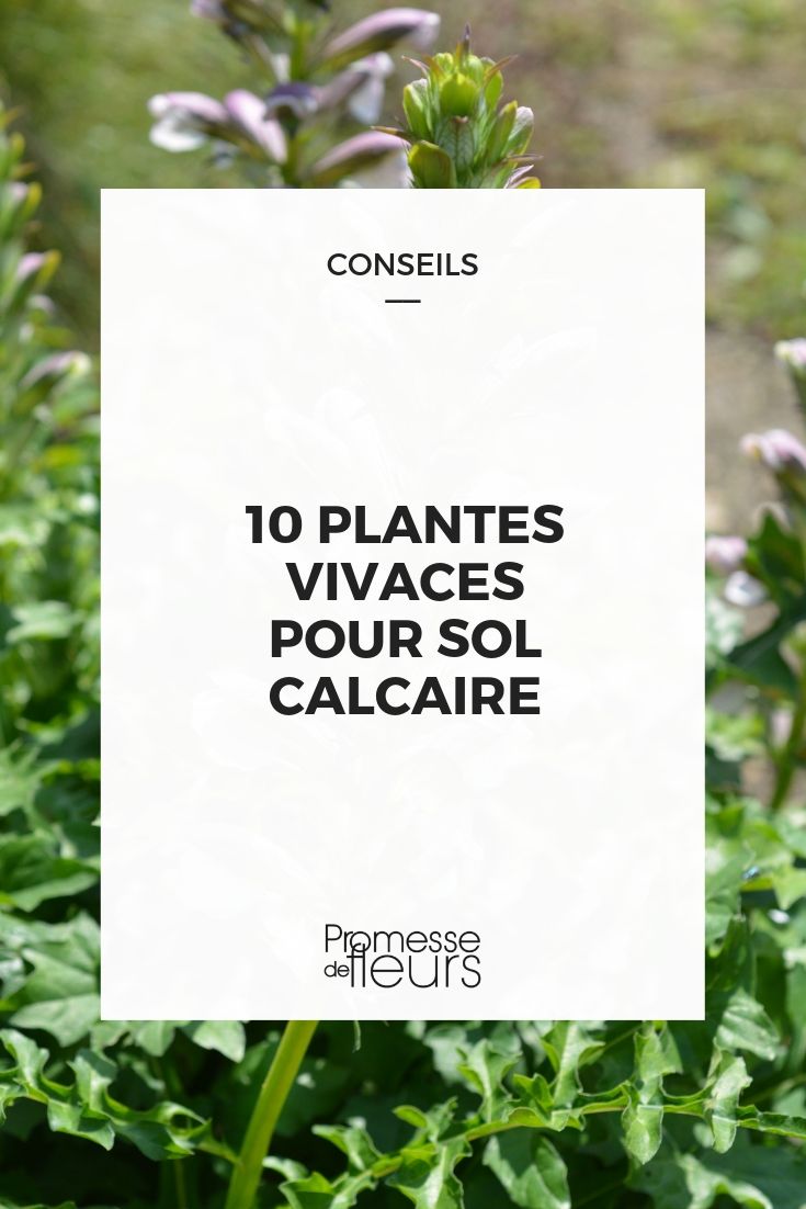 10 plantes vivaces pour sol calcaire des varietes parfaitement adaptees