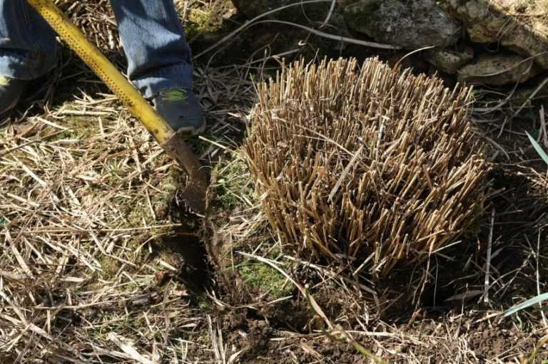 Transplanter arbres, arbustes, rosiers et vivaces quand et comment