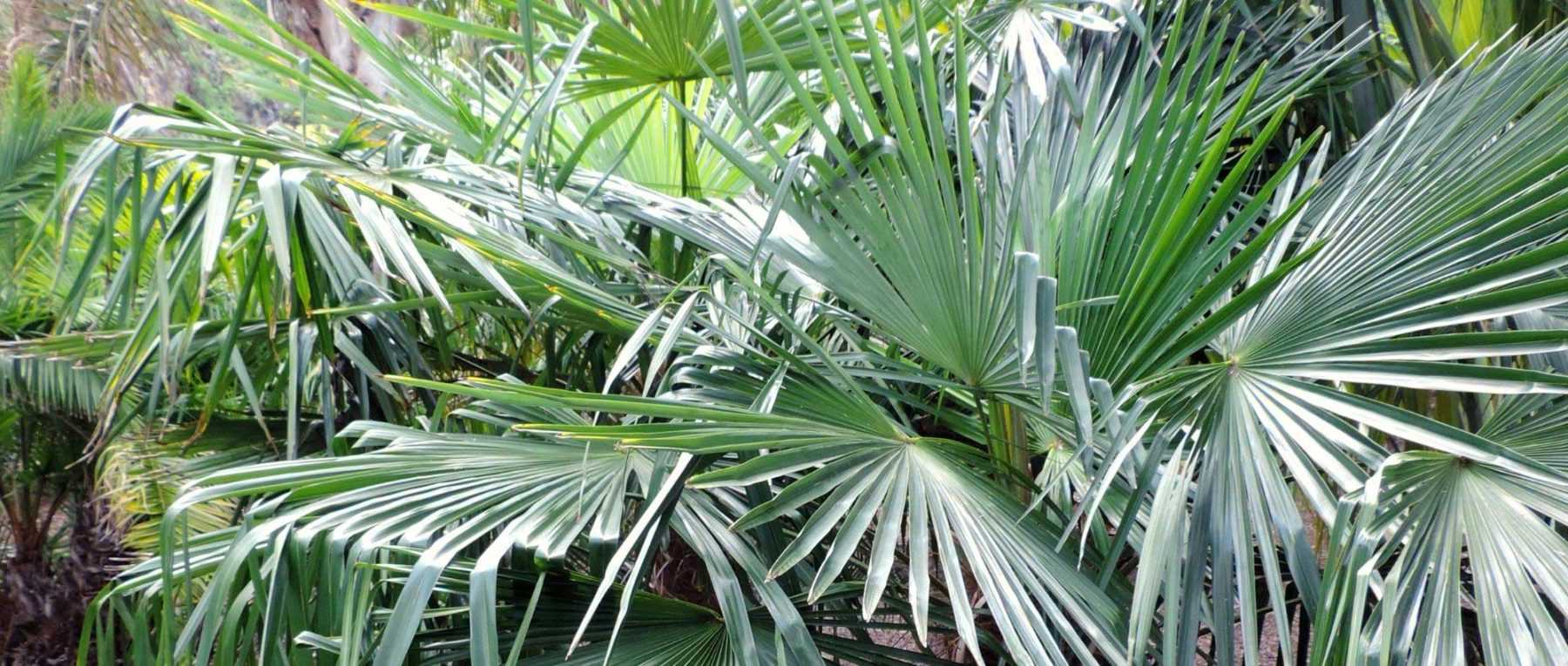 palmier bleu du Mexique - grosses tailles