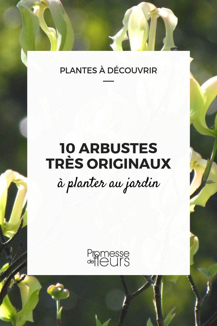 Arbustes d'ornement - Conseils et culture arbustes du jardin - Page 4