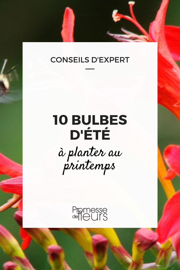 Blog, dix avantages des bulbes à fleurs
