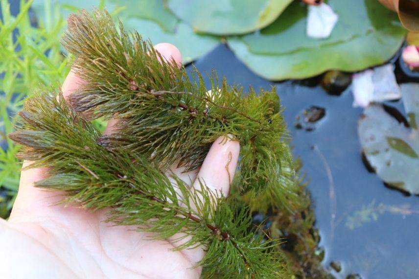 Les algues, de surprenants végétaux aquatiques