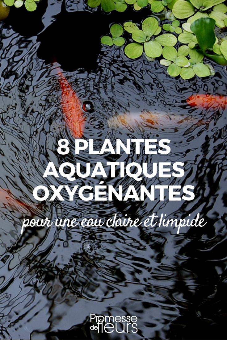 Plantes aquatiques pour épurer le bassin