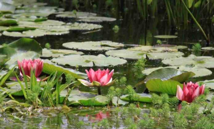 Où Et Comment Installer Des Plantes Dans Et Autour D'une Mare