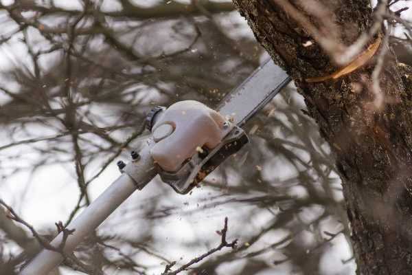 Élagage des arbres : stop au massacre !