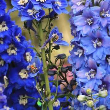 Fleurs Bleues : 10 Vivaces Qu'il Faut Avoir Dans Son Jardin - Notre ...