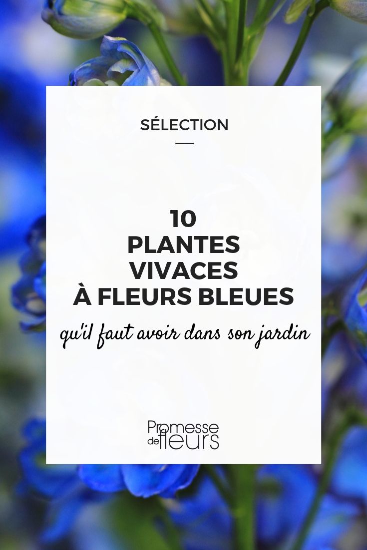 Fleurs bleues : 10 vivaces qu'il faut avoir dans son jardin
