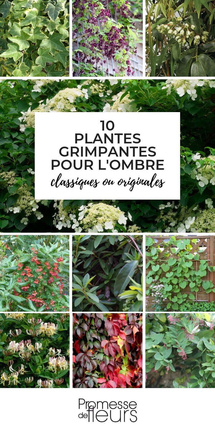 Plantes grimpantes : plantation, entretien - Gamm vert