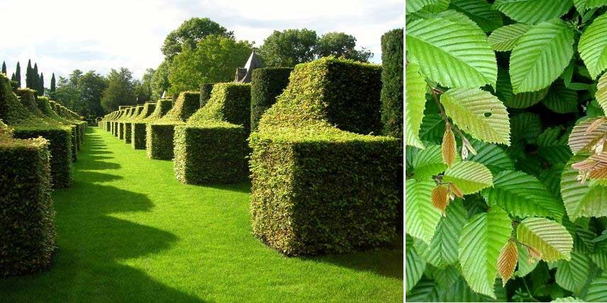 Topiaires en Charme, ou Carpinus betulus