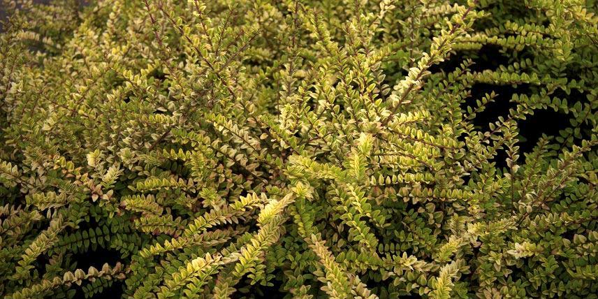 Le feuillage du Lonicera nitida, ou Chèvrefeuille arbustif