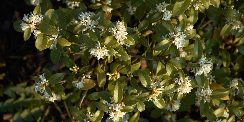 Fleurs et feuilles de l'Osmanthe de Burkwood