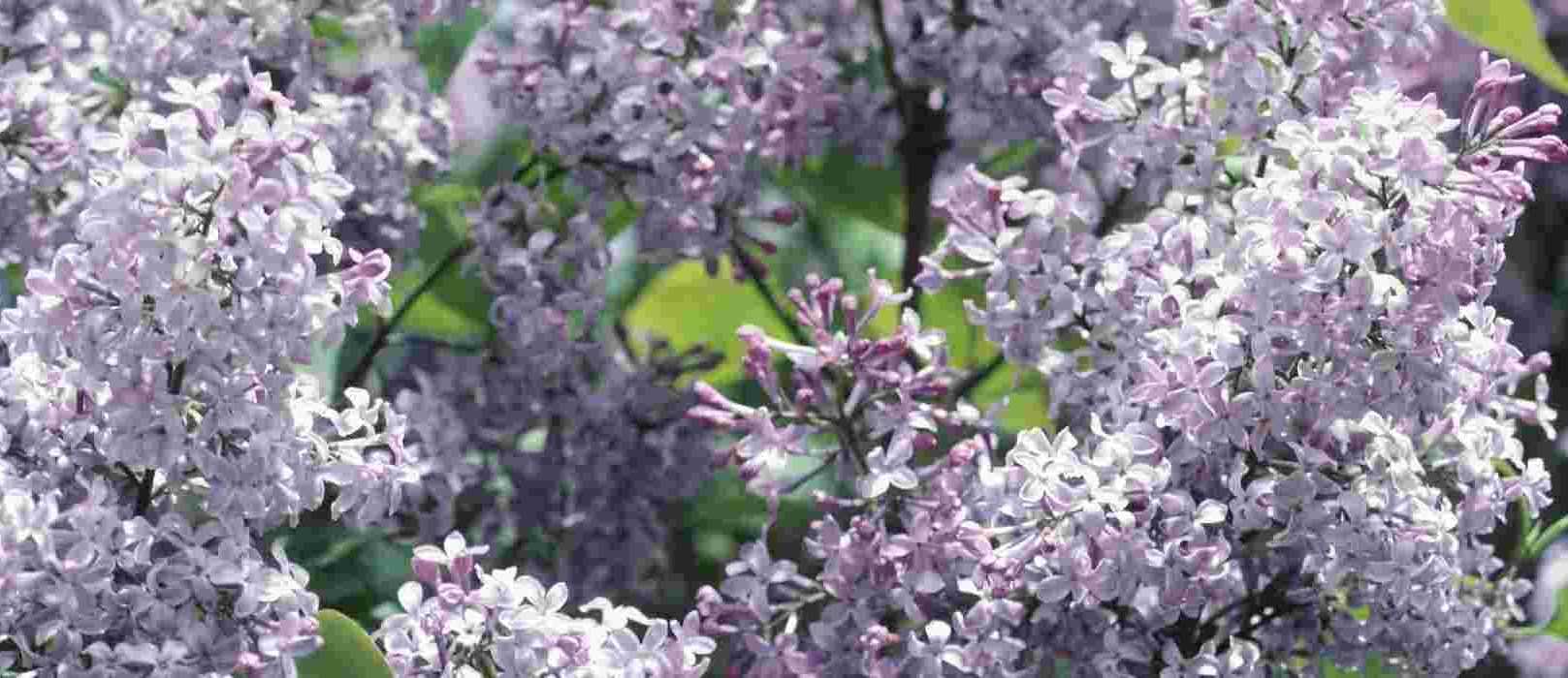 Comment Faire Une Bouture De Lilas - Les Explications