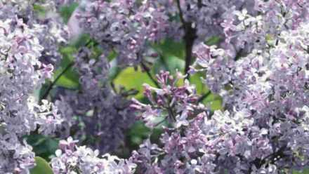 Comment Faire Une Bouture De Lilas - Les Explications