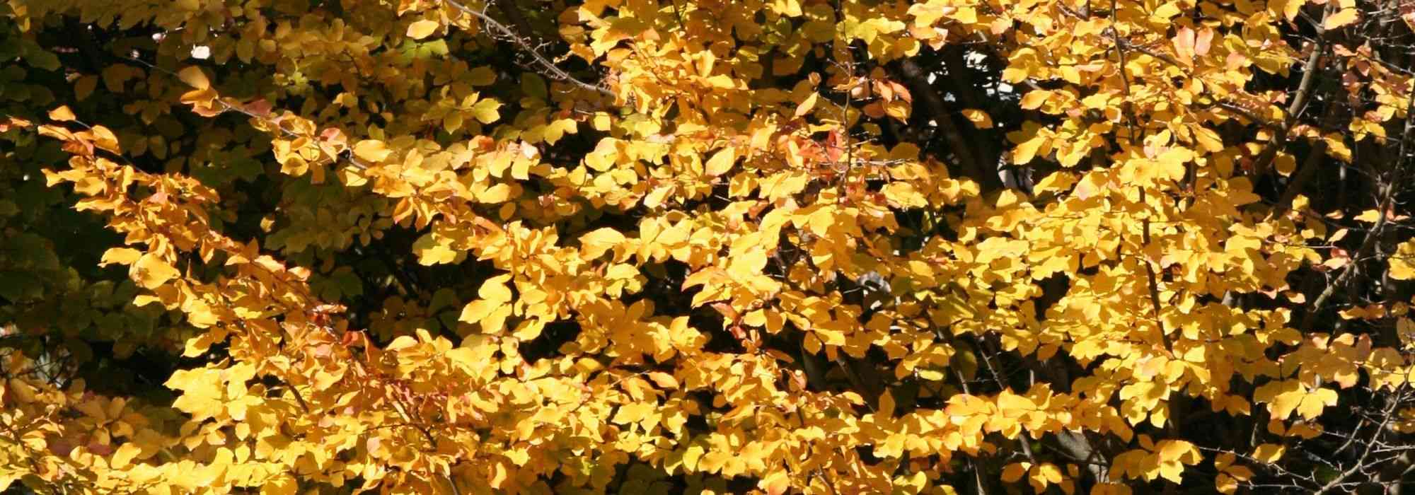 Parrotia persica, Arbre de fer : planter, tailler et entretenir