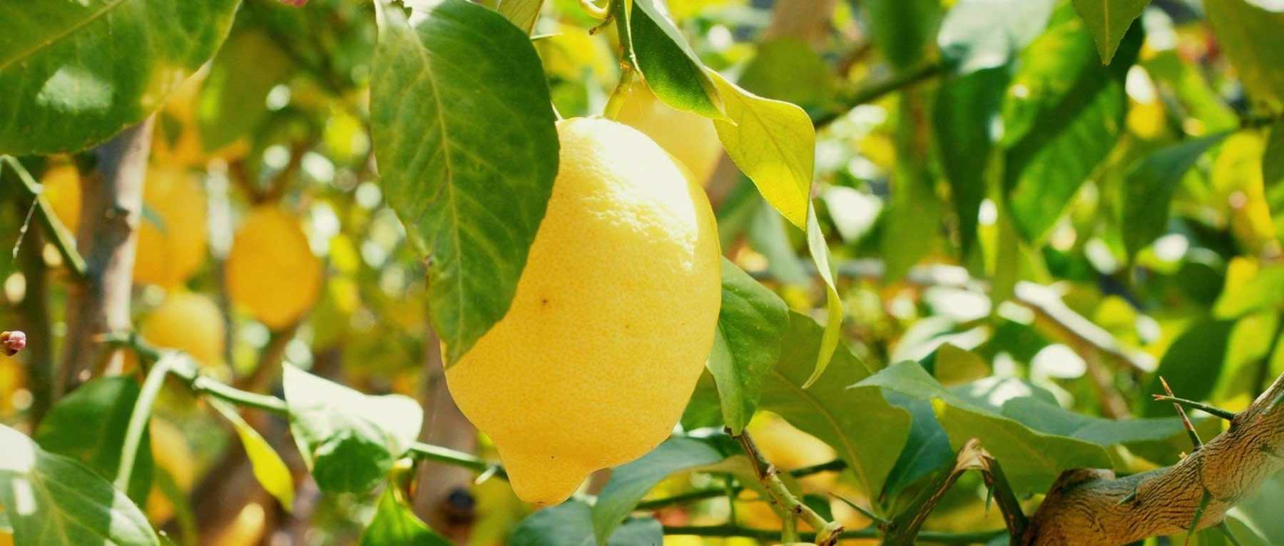Planter un citronnier en pot - Gamm vert