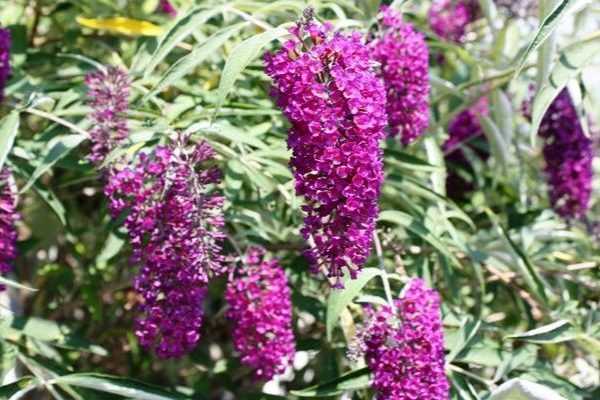 Invasif, dangereux pour les papillons... Faut-il vraiment avoir peur du Buddleia ?