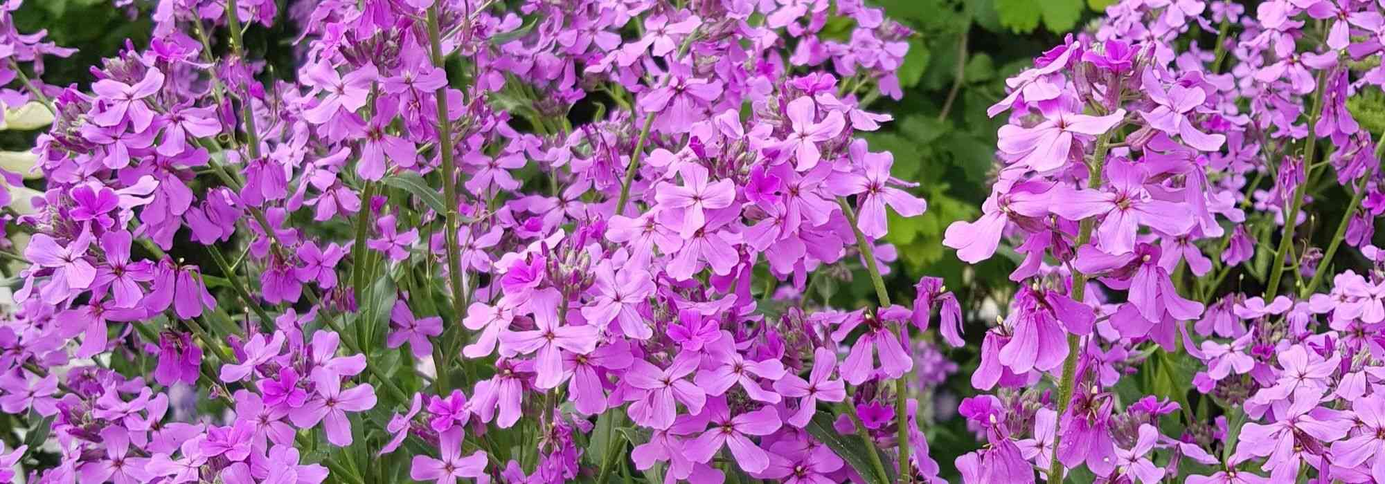 Julienne des dames, Hesperis : planter, semer, entretenir