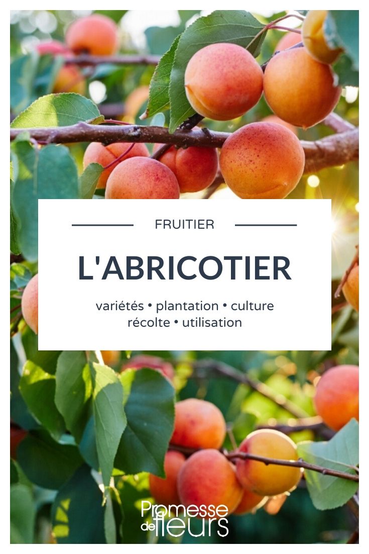 KENTIS - Abricotier - Vraies Plantes d'Extérieur - Arbre Fruitier