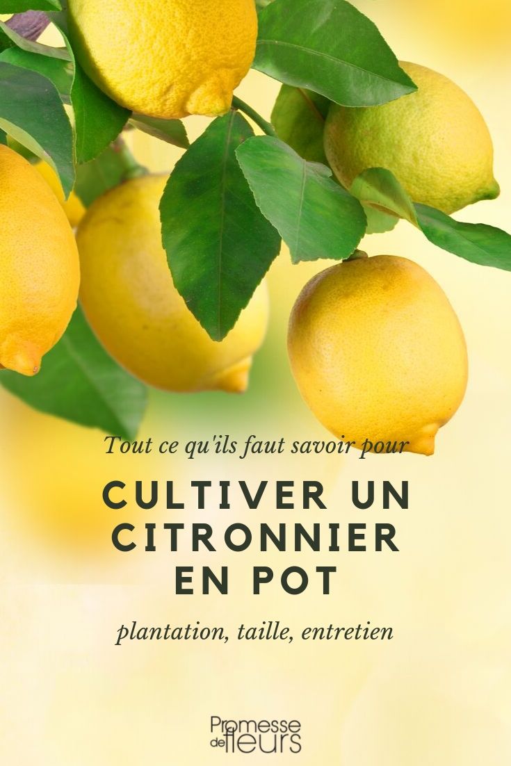Citronnier en Pot : Plantation, Arrosage, Taille et Entretien