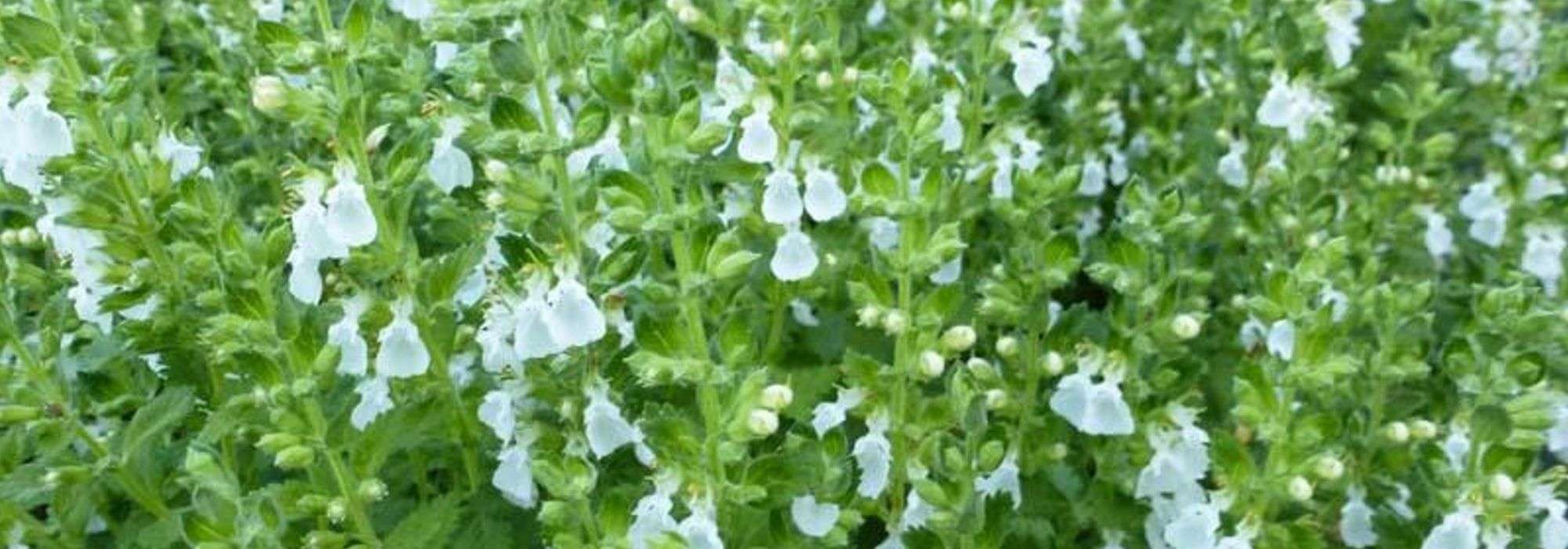 Teucrium, Germandrée : planter, entretenir